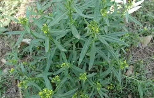 药您知道 | No.48葶苈子的作用