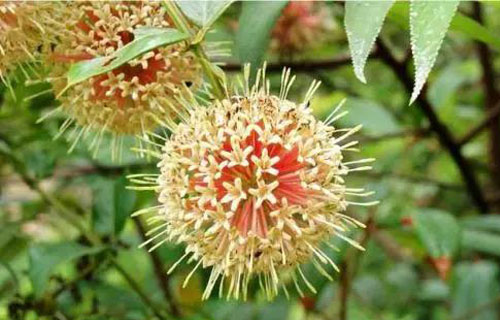 药您知道 | No.52钩藤的作用