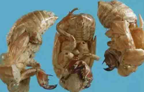 药您知道 | No.60蝉蜕的作用