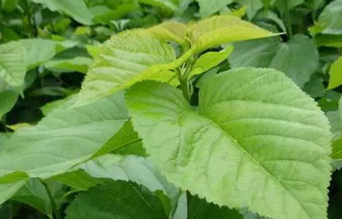 药您知道 | No.63桑叶的作用