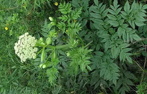 药您知道 | No.83川芎的作用