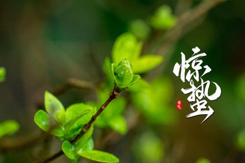 【惊蛰】春雷响、万物生，仲春之始，中医教您如何养生